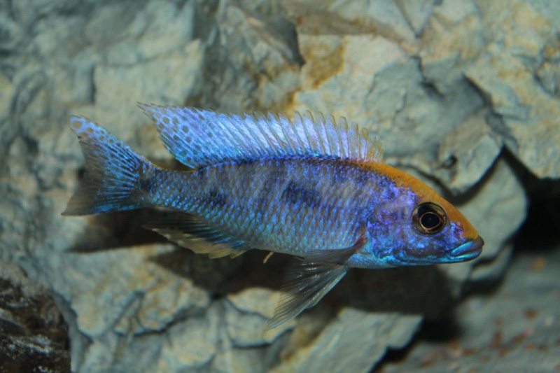 Otopharynx lithobates 'Zimbawe Rock'